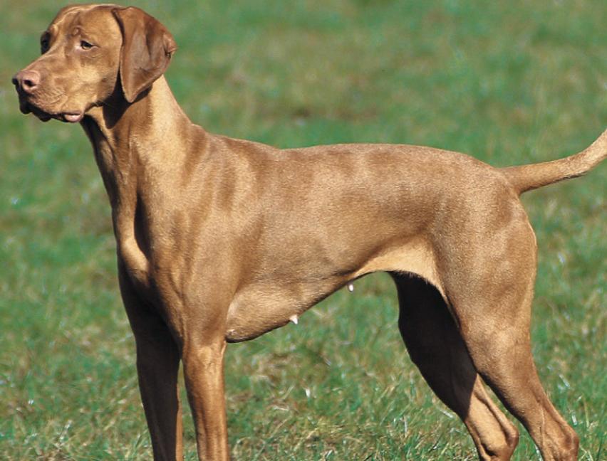 Magyar Vizsla