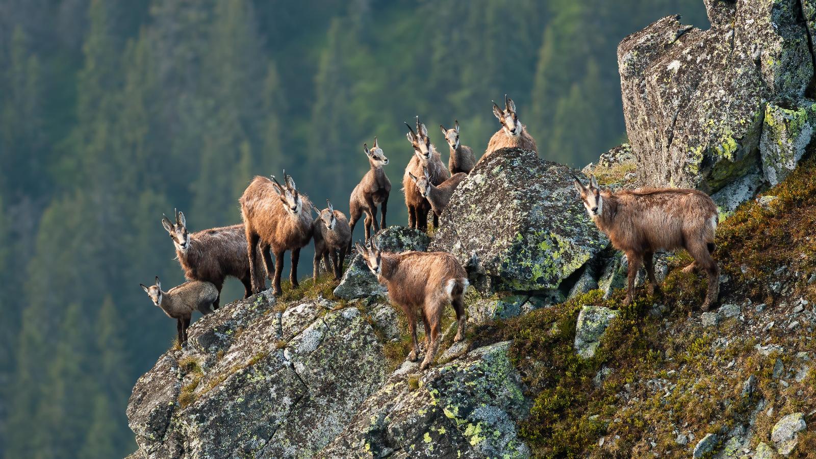 Scharwild