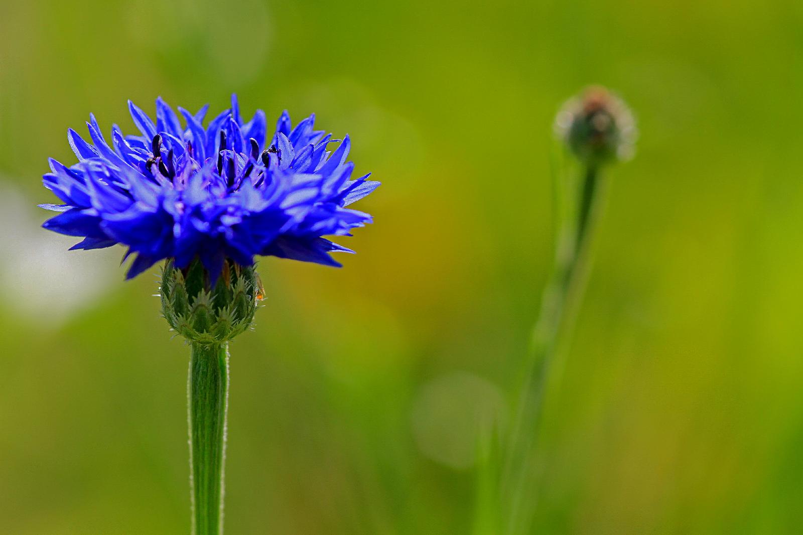 Kornblume