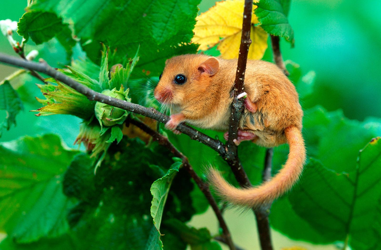 Haselmaus
