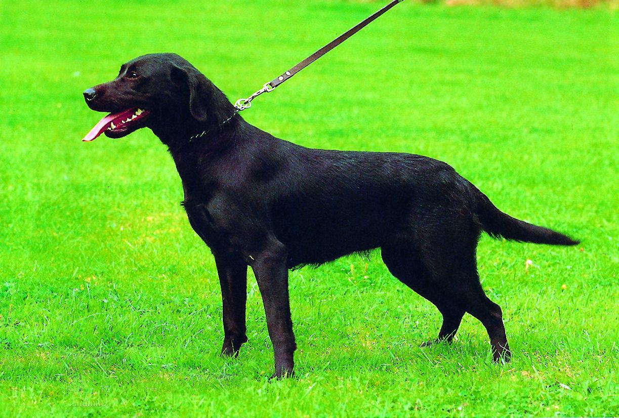 Labrador Retriever -LR<br>