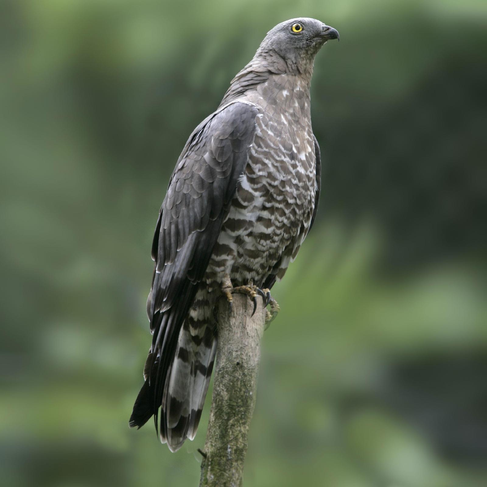 Wespenbussard