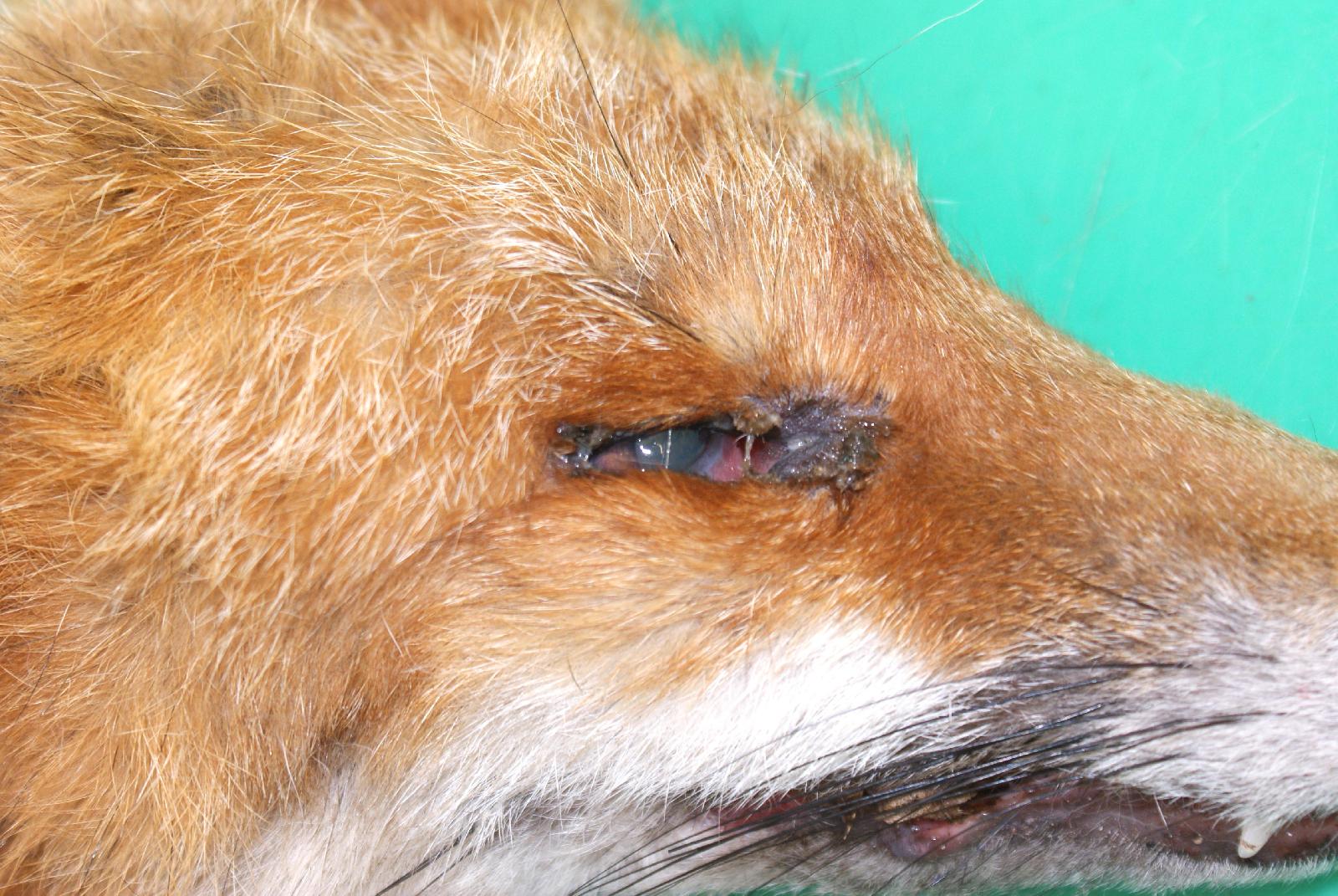 Staupe bei einm Fuchs <br>