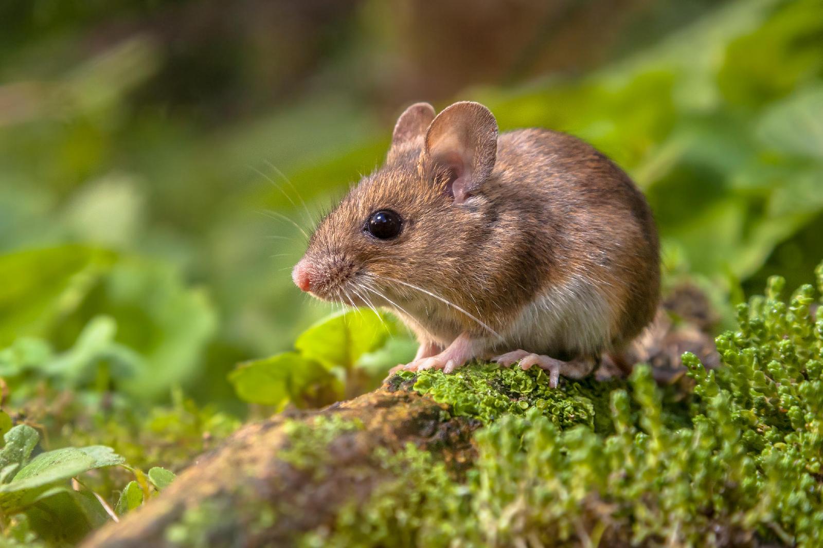 Feldmaus