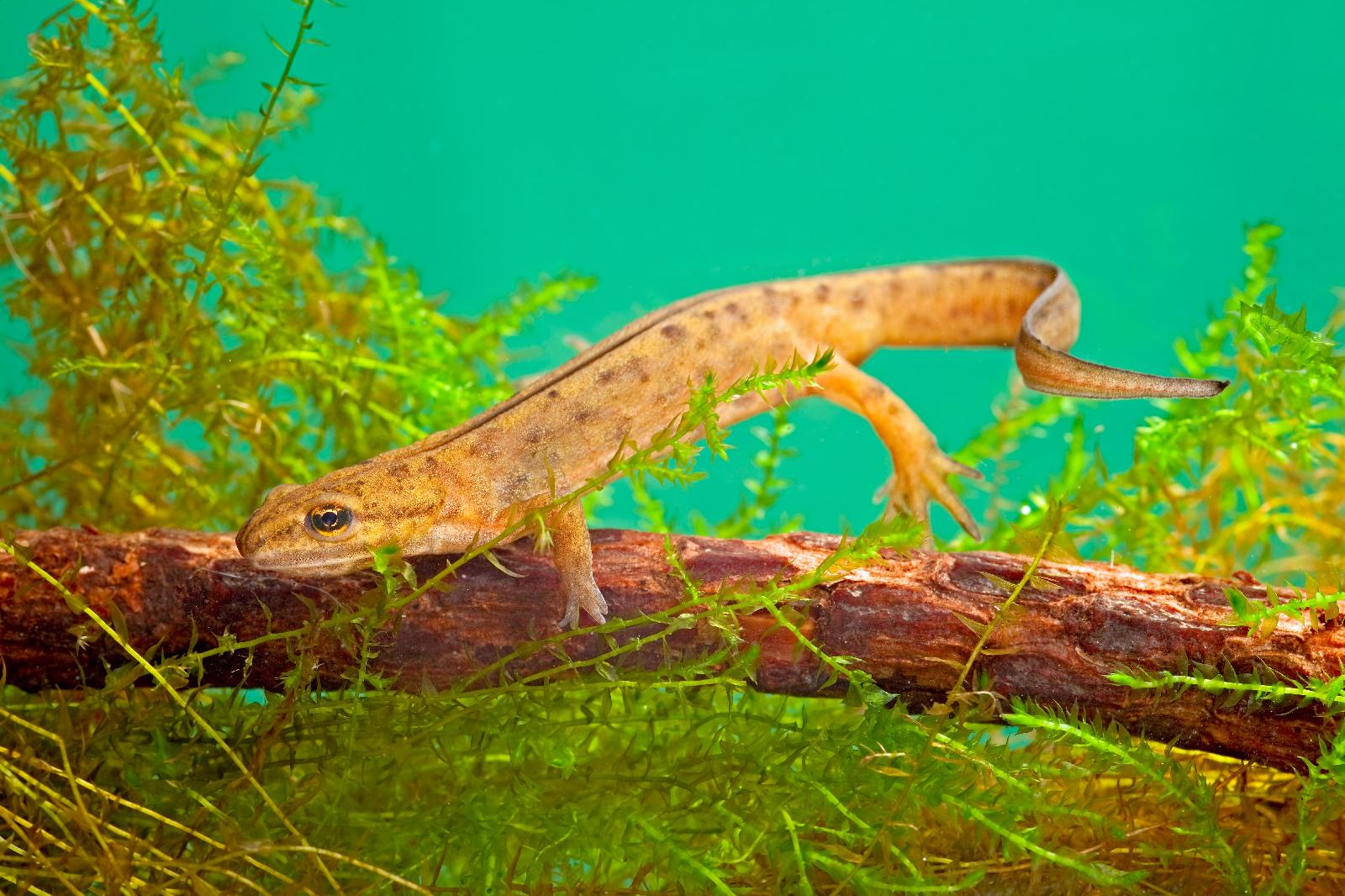 Teichmolch