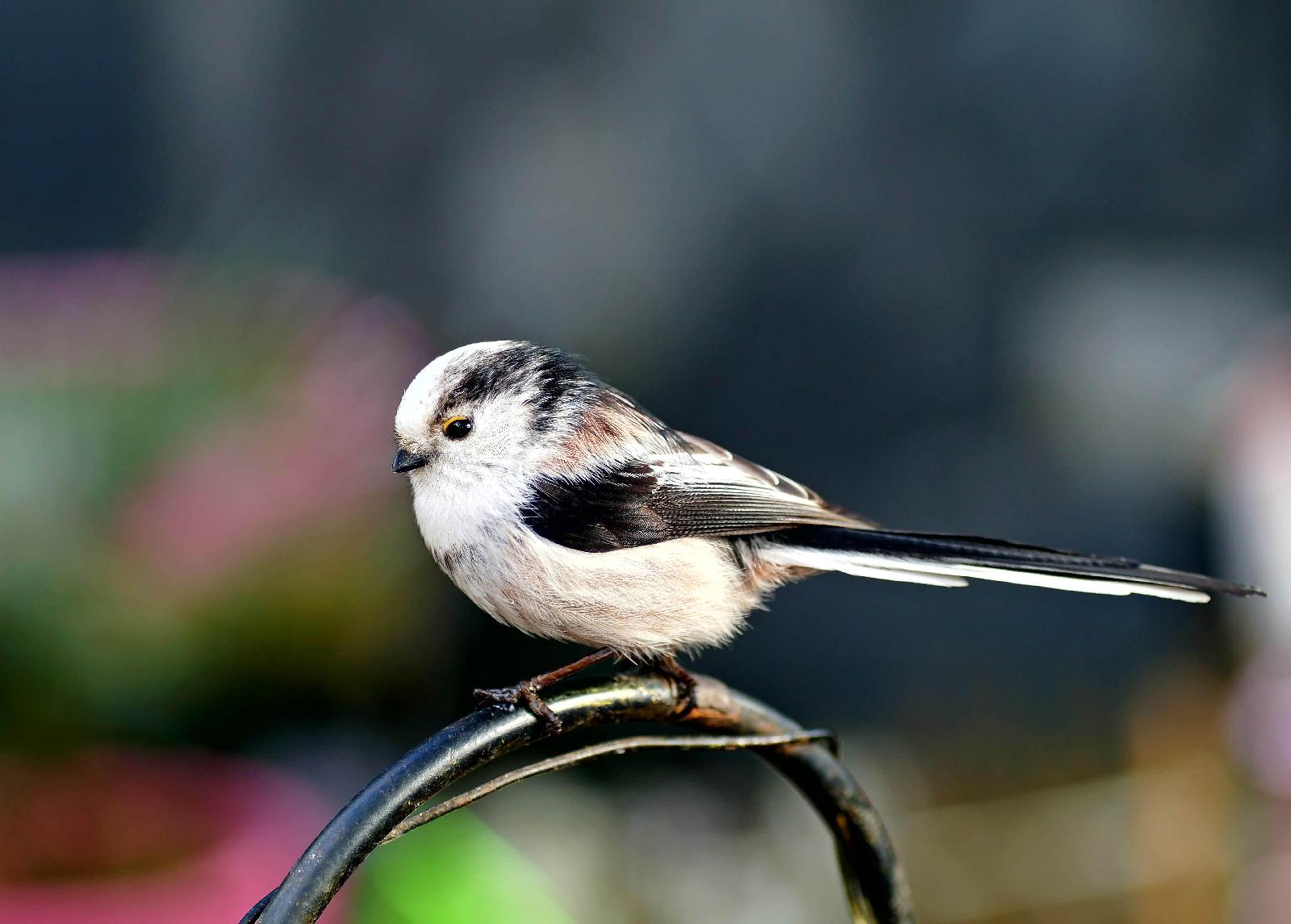Schwanzmeise