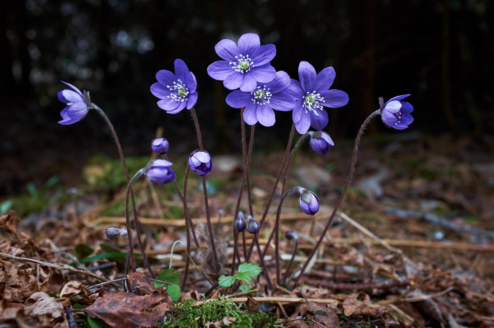 Leberblümchen