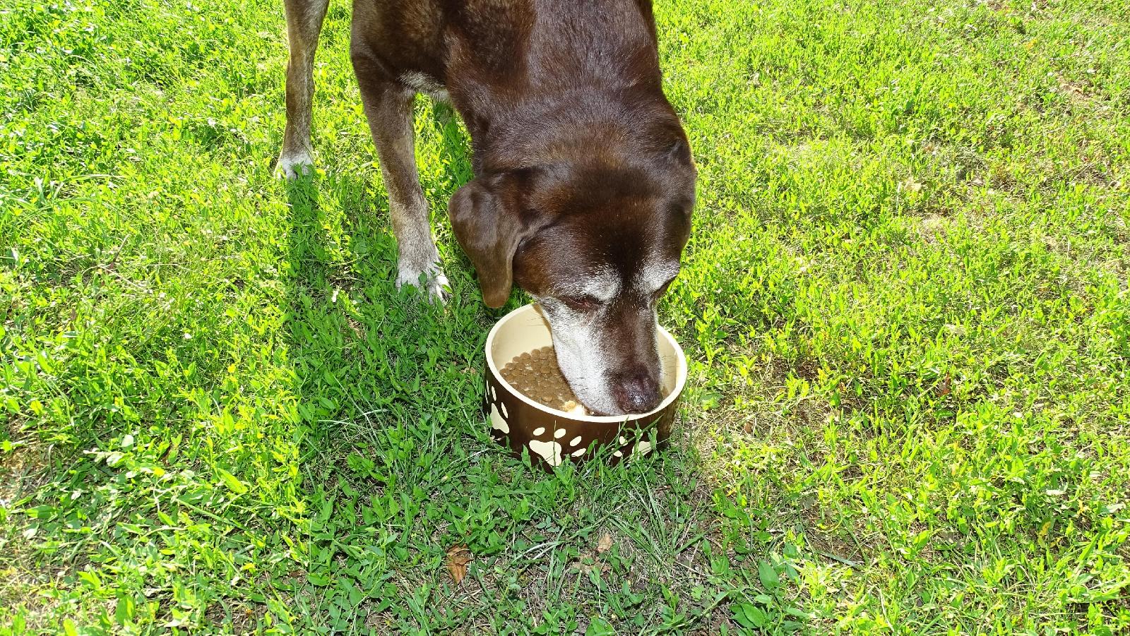 Ernährung des Hundes
