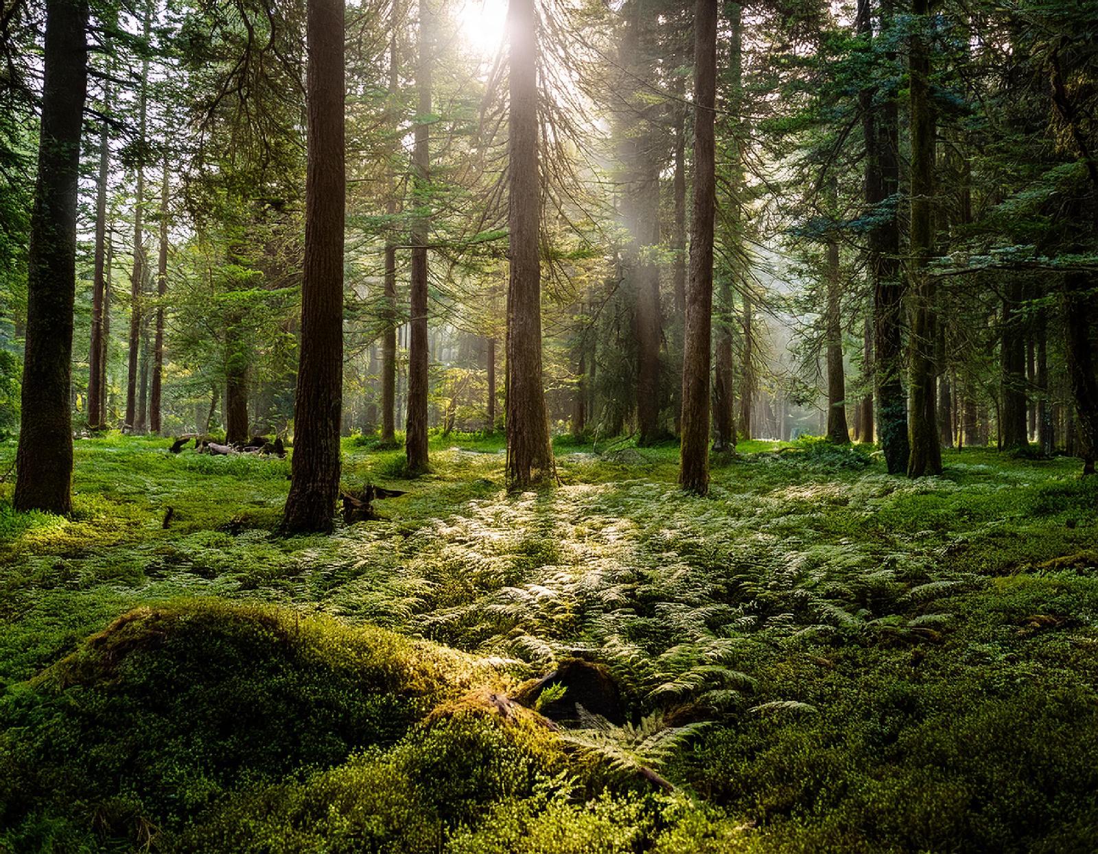 Naturnahe Wälder