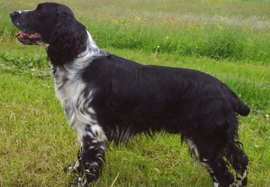 Springer Spaniel - ESS<br>