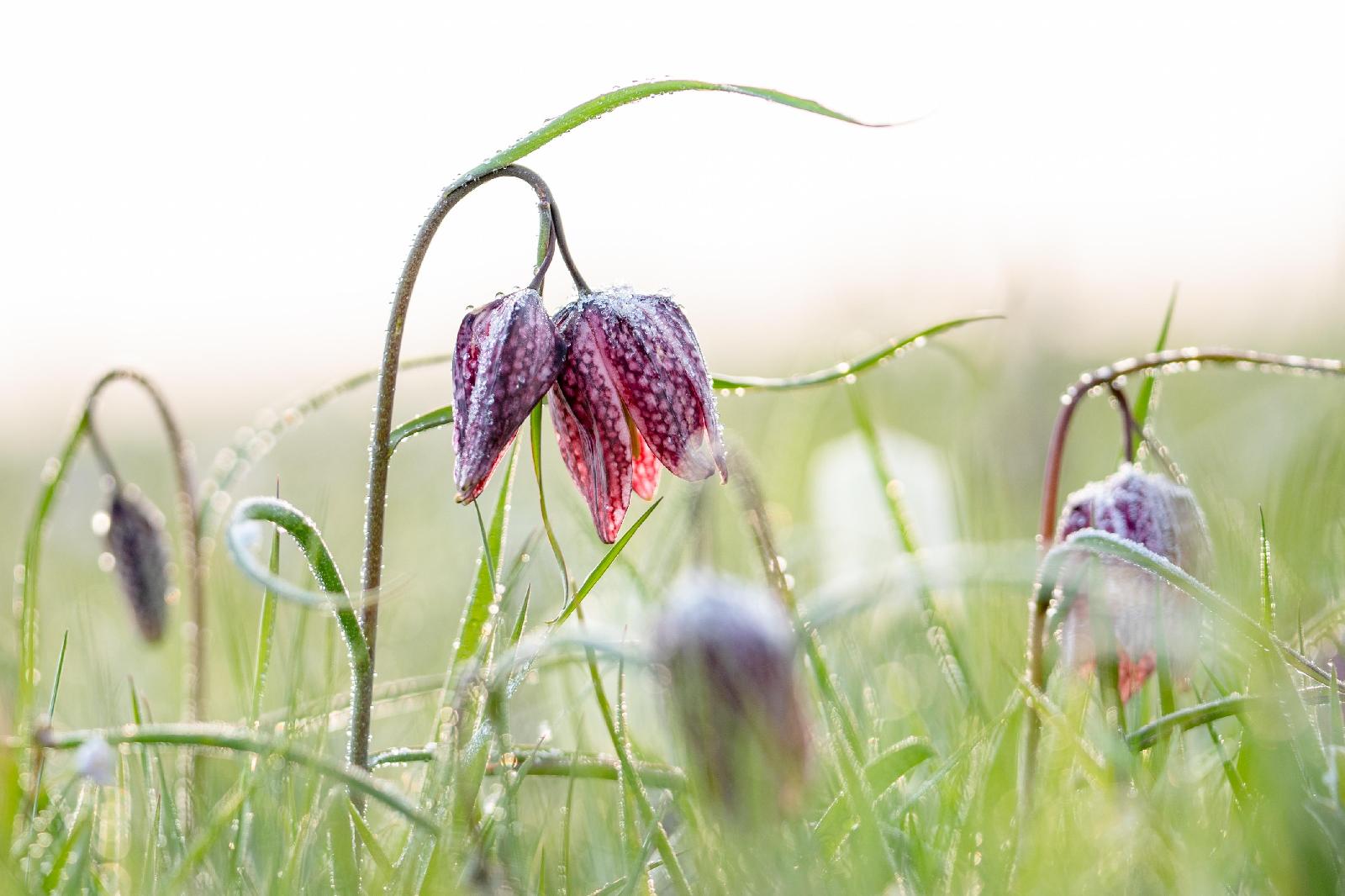 Schachblume