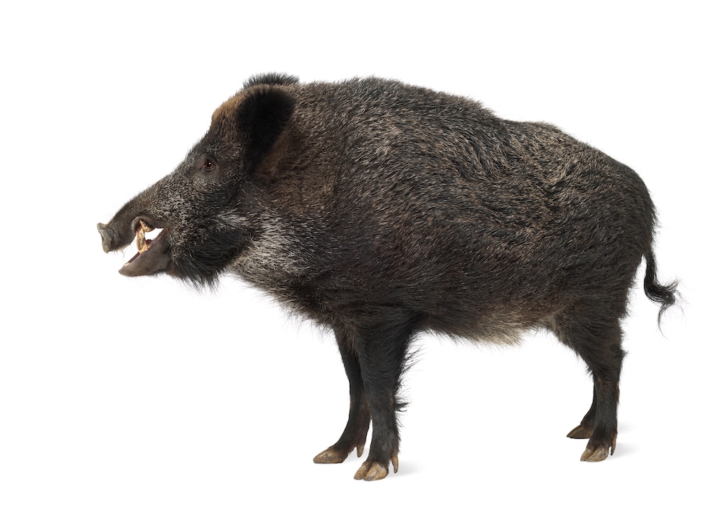 Grobes Schwein