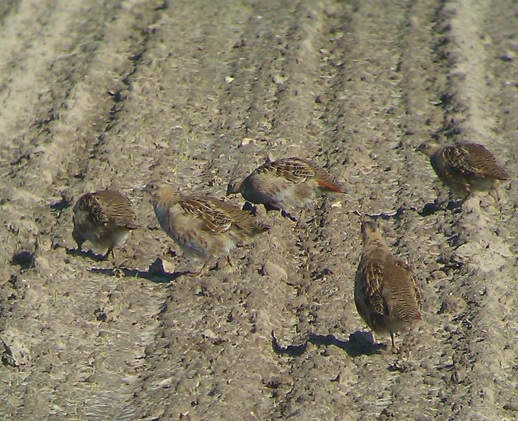 Feldhühner