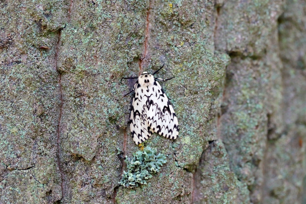 Schmetterling Nonne