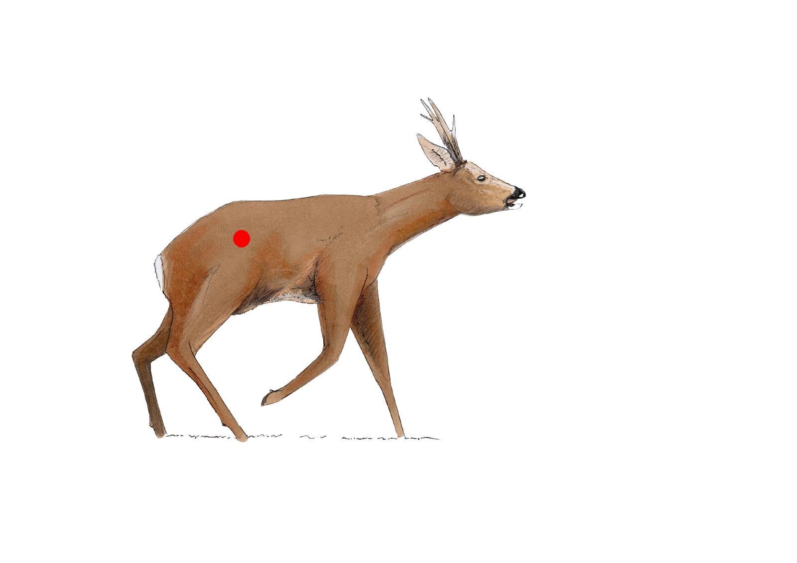 Nierenschuss