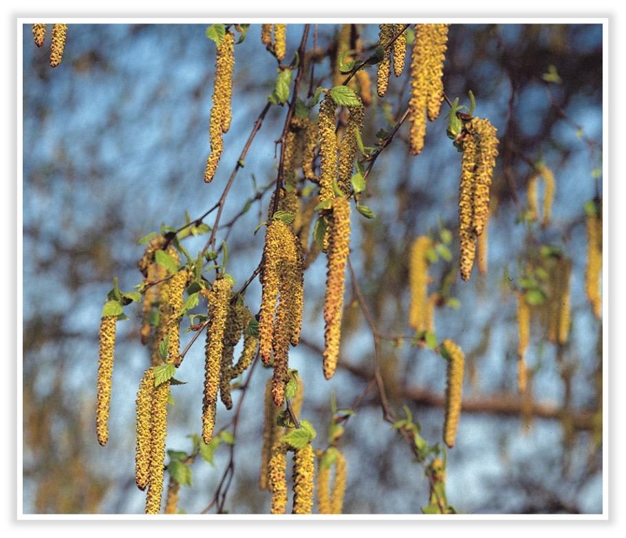 Frucht Weißbirke<br>