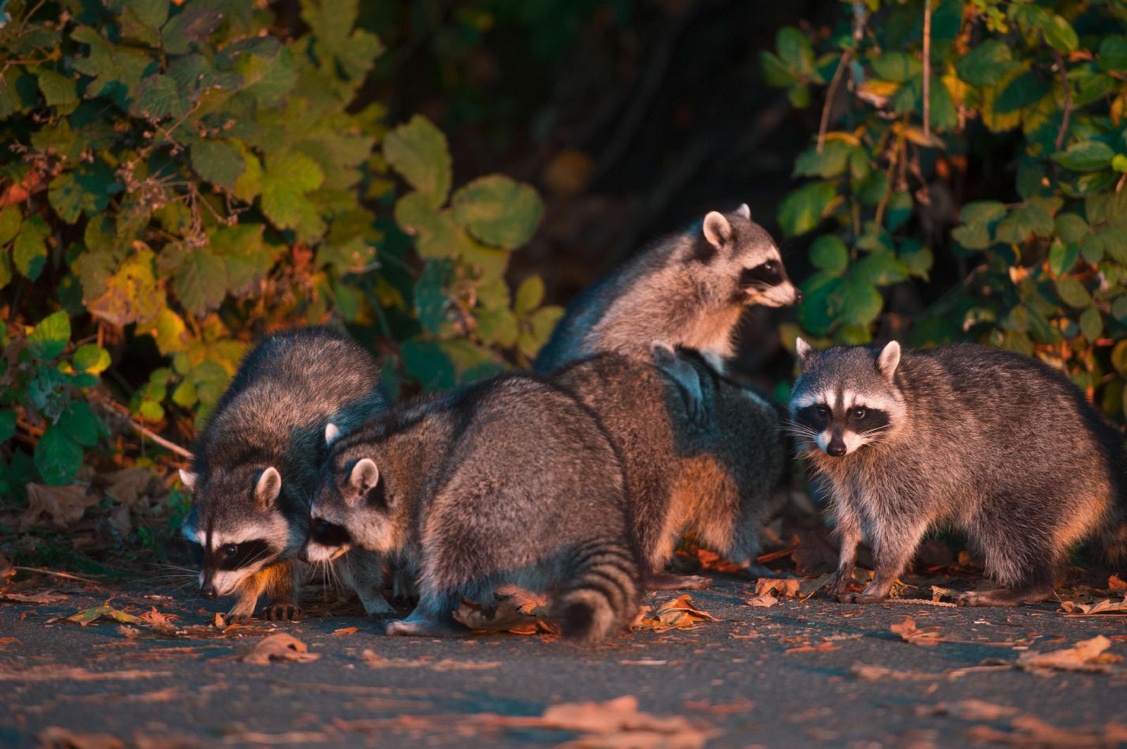 Waschbär