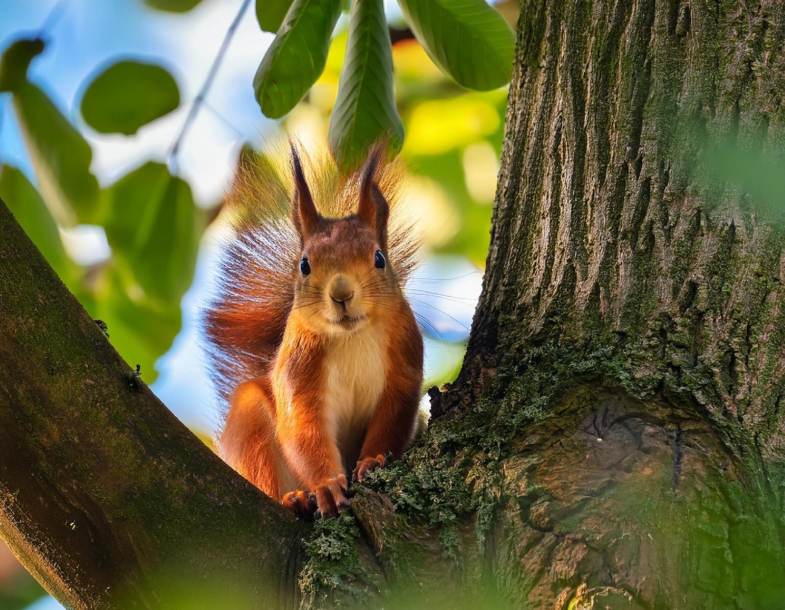Europäisches Eichhörnchen