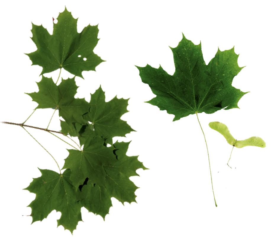 Spitzahorn Frucht und Blatt<br>