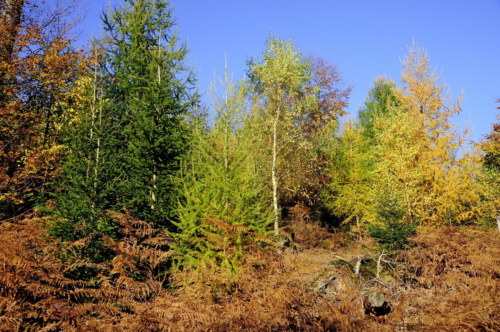 Mischwald