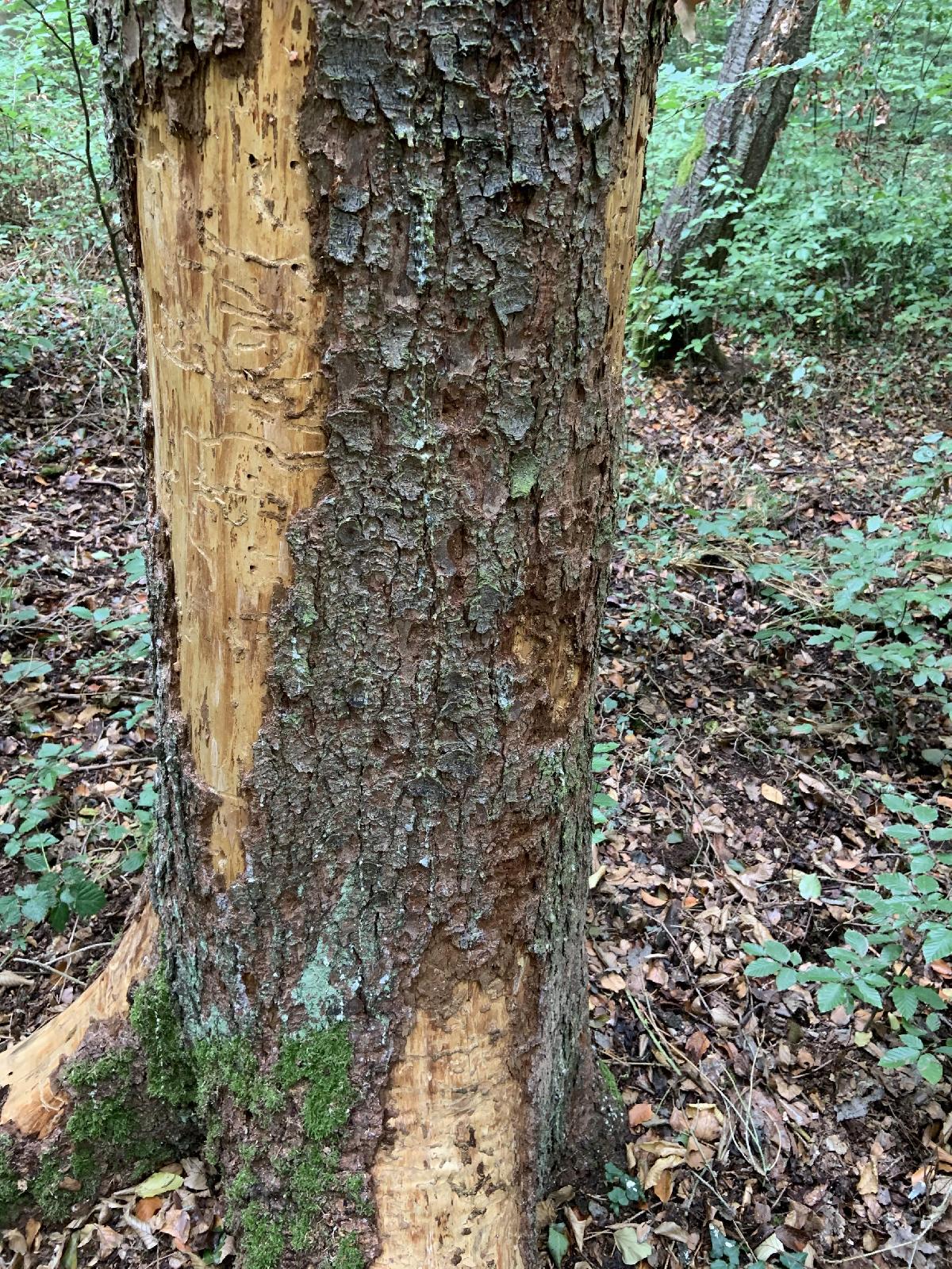 Borkenkäfer