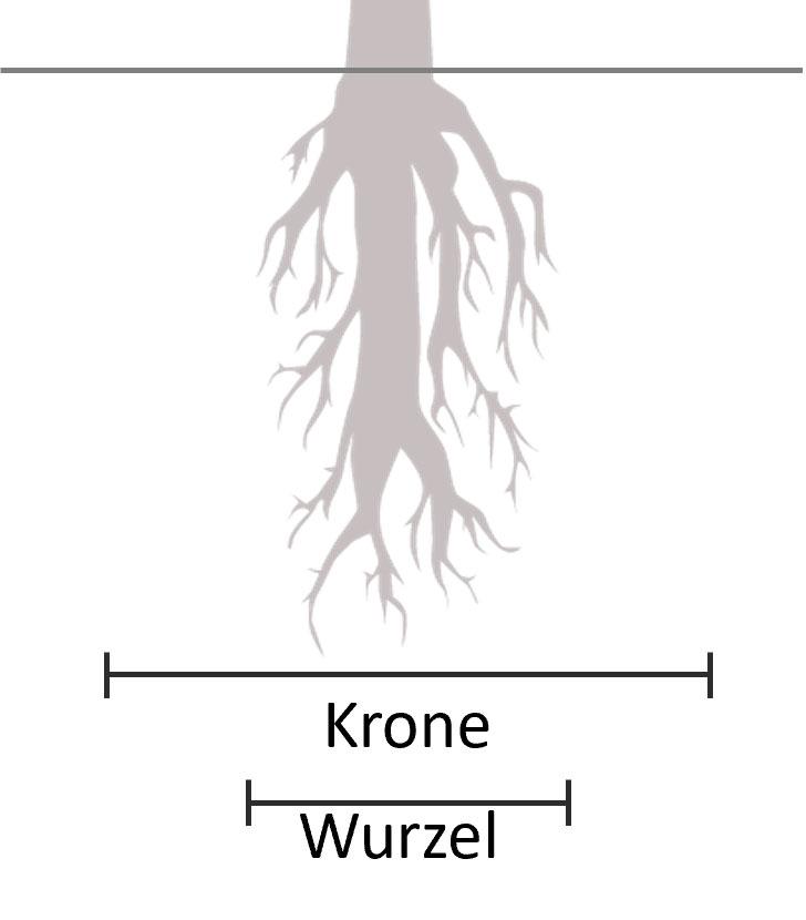 Pfahlwurzler