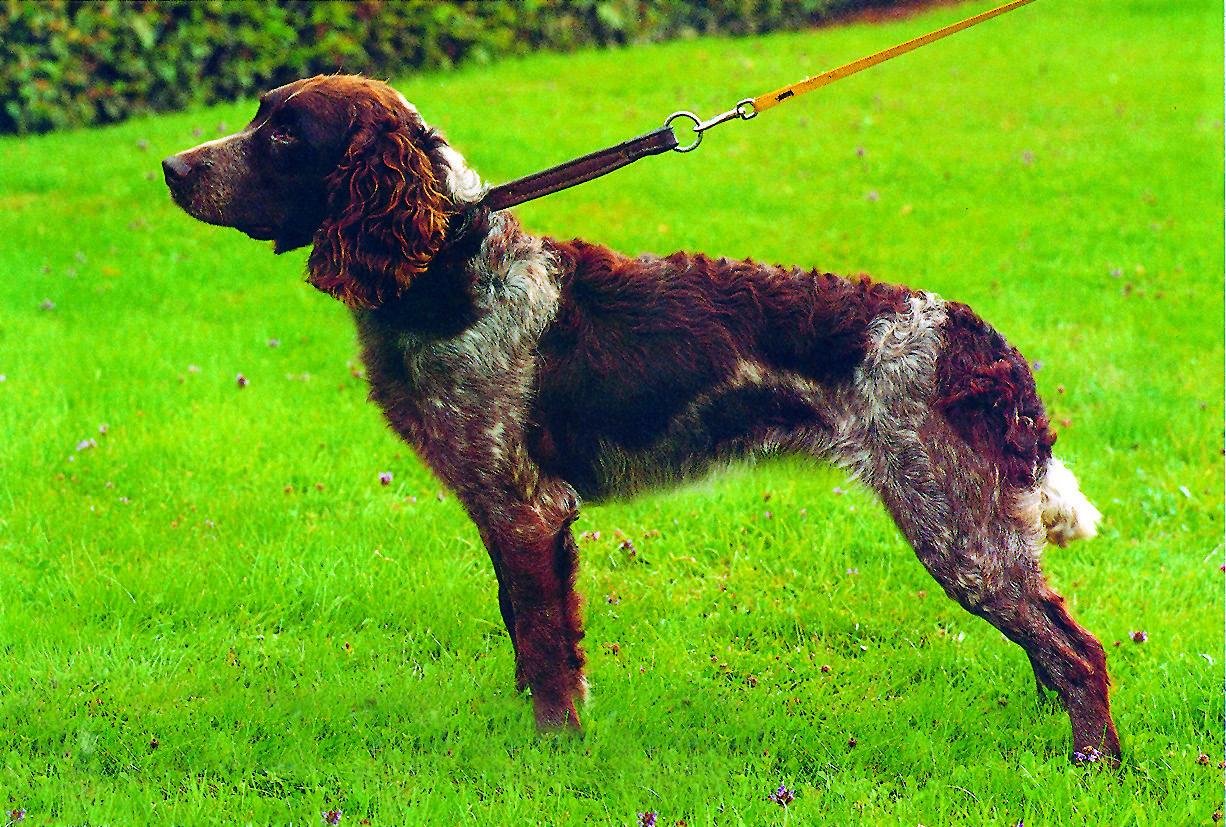 Deutscher Wachtelhund