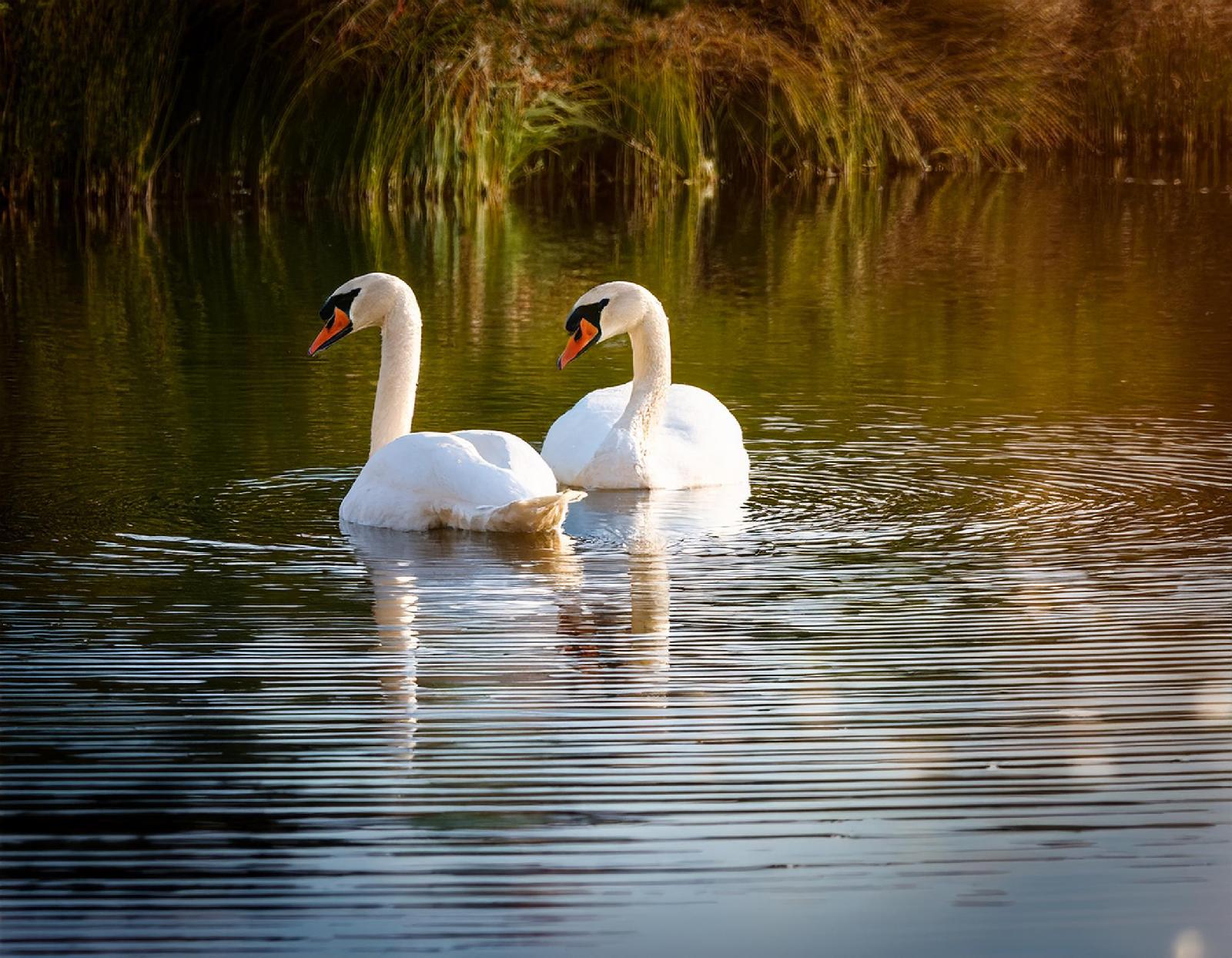 Höckerschwan
