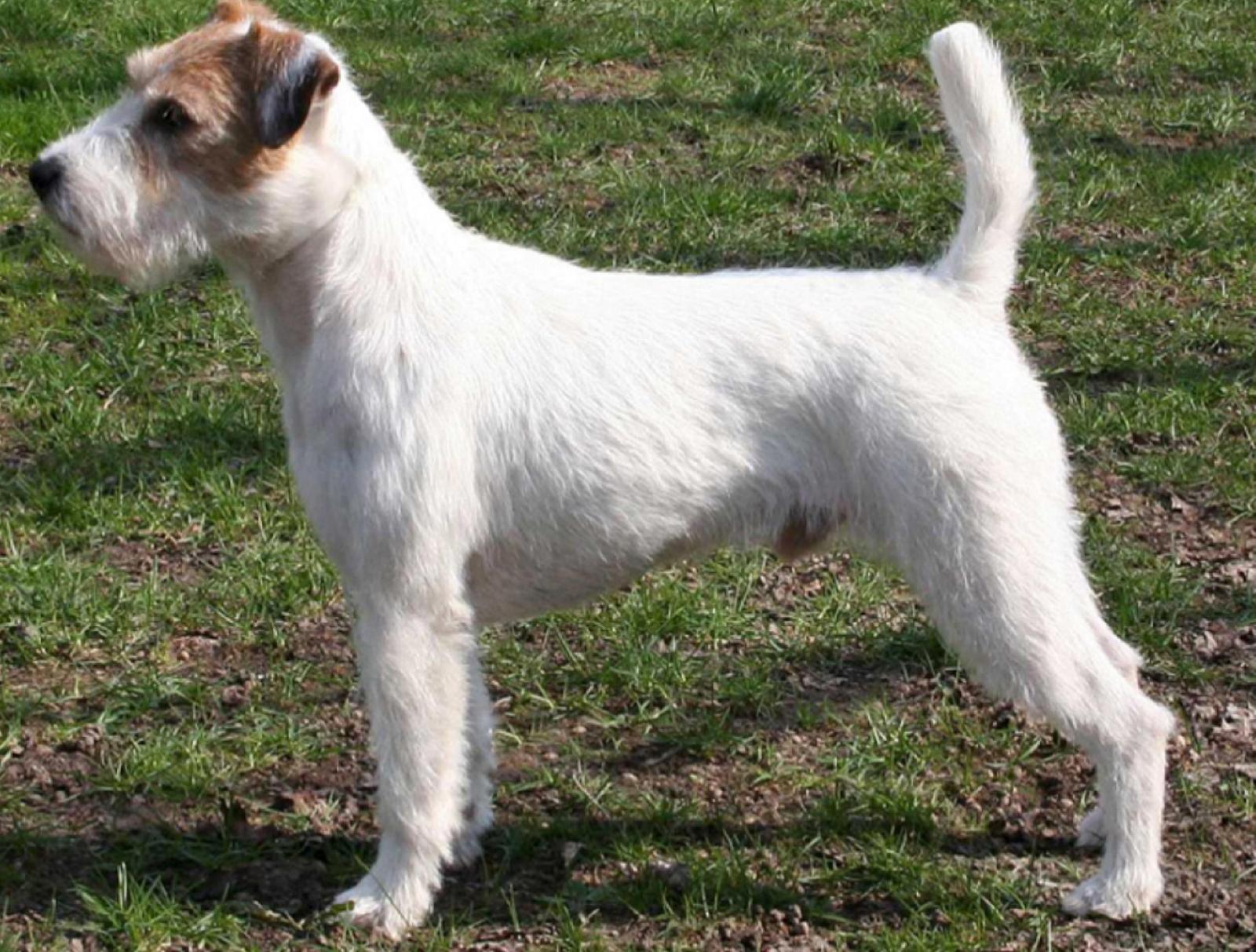 Parson Russel Terrier - PRT