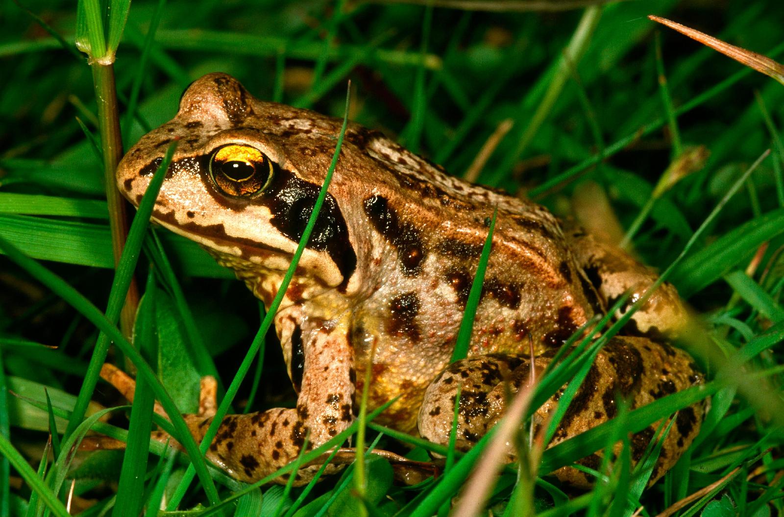 Grasfrosch