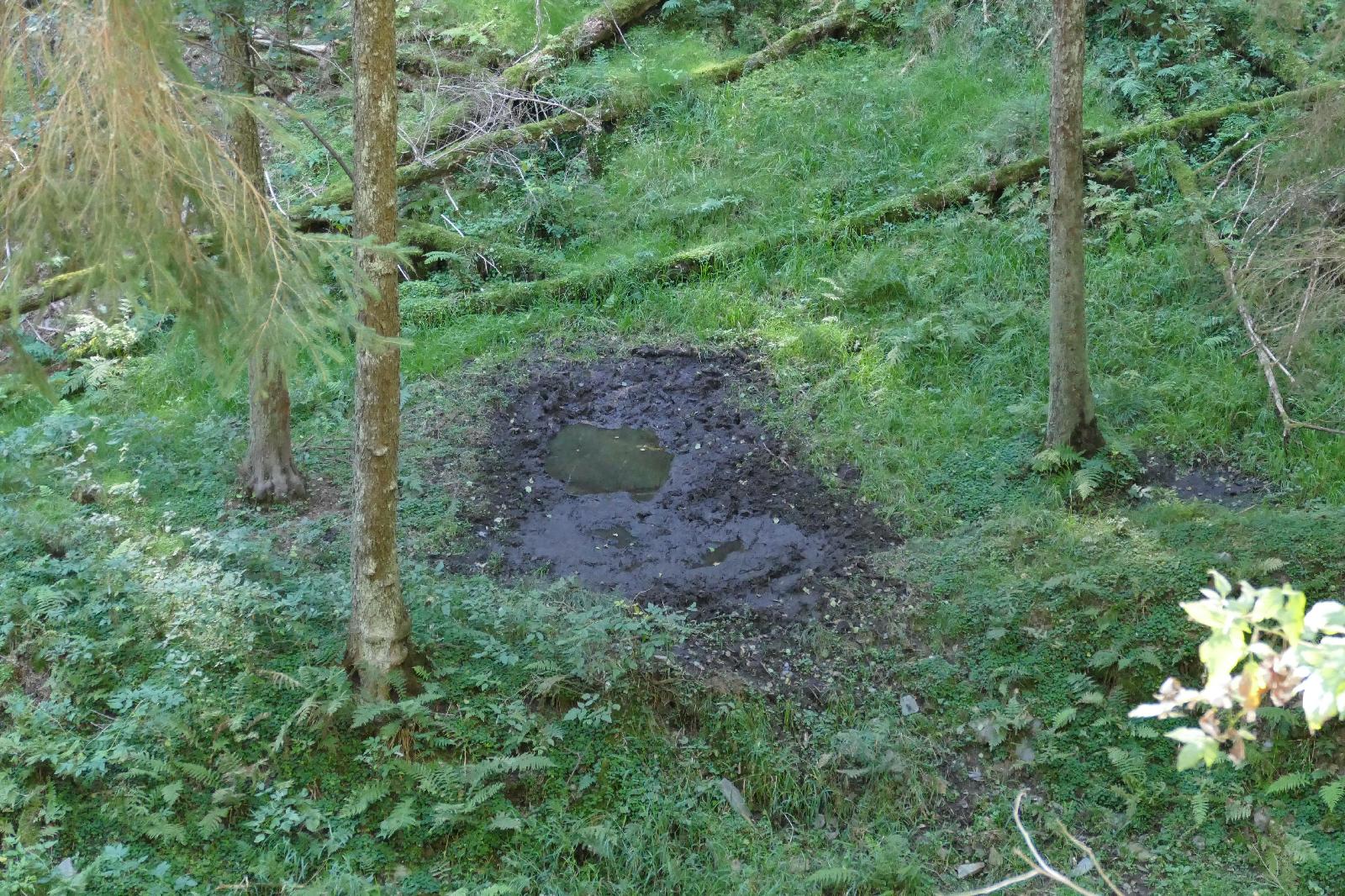 Suhlen