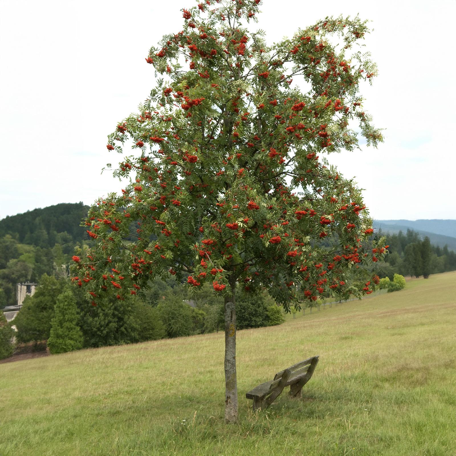 Vogelbeere