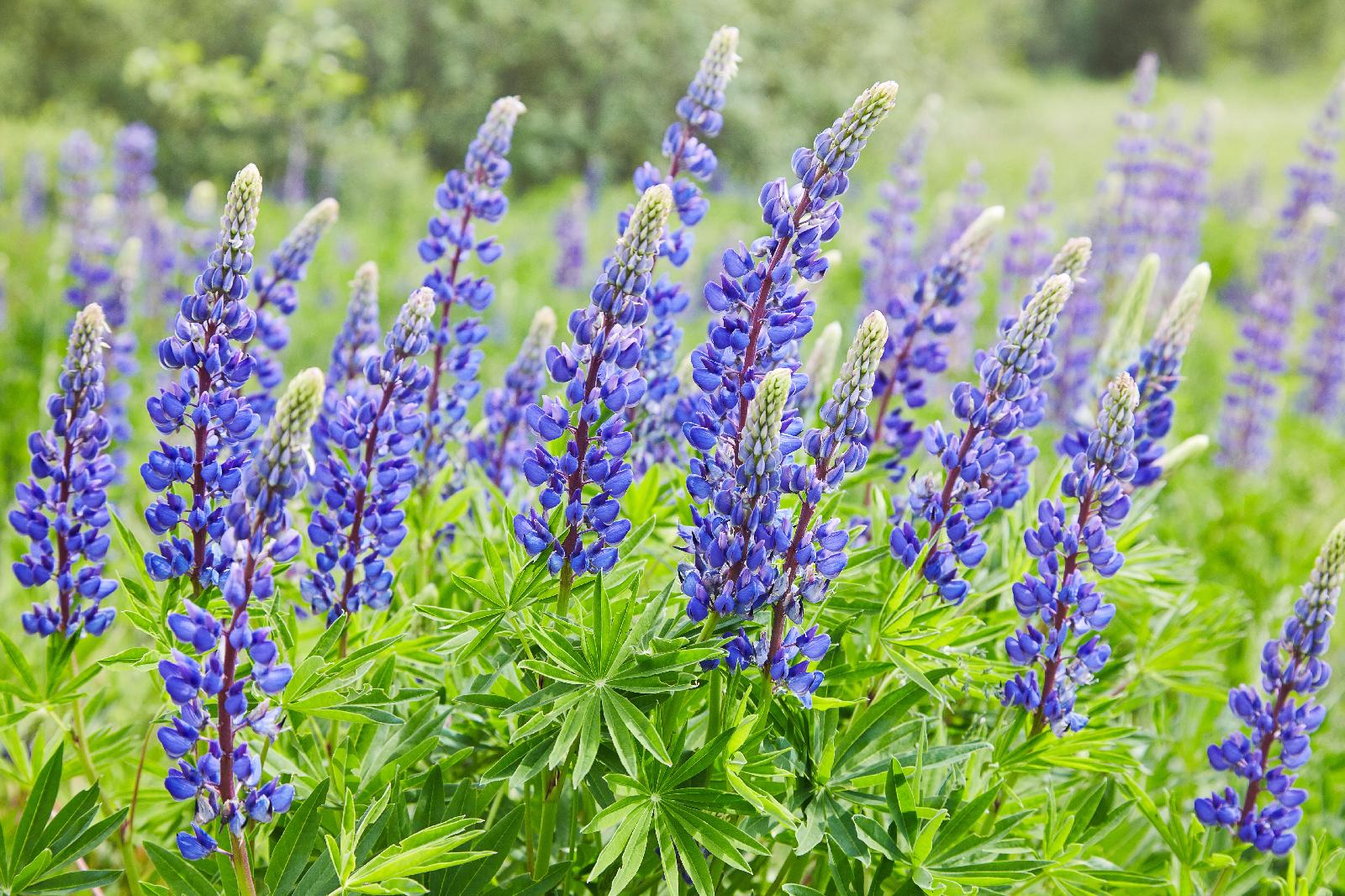Vielblättrige Lupine