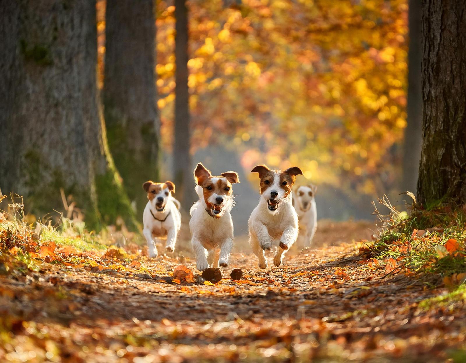 Terrier