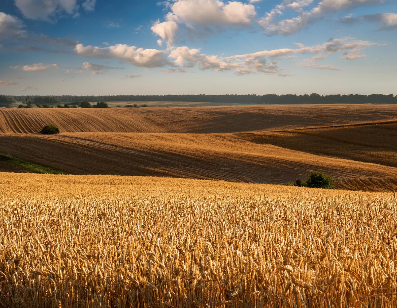 Intensivierte Landwirtschaft