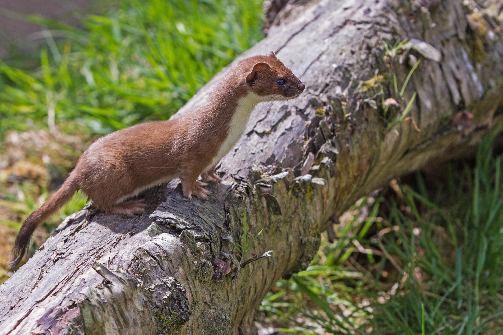 Großes Wiesel