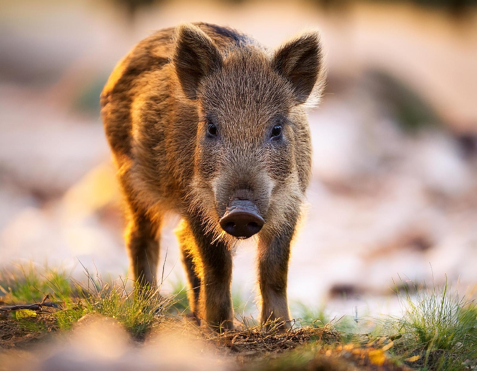 Geringes Schwein