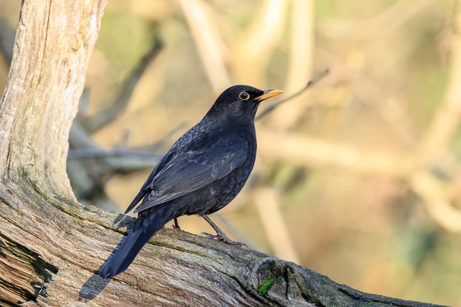 Amsel