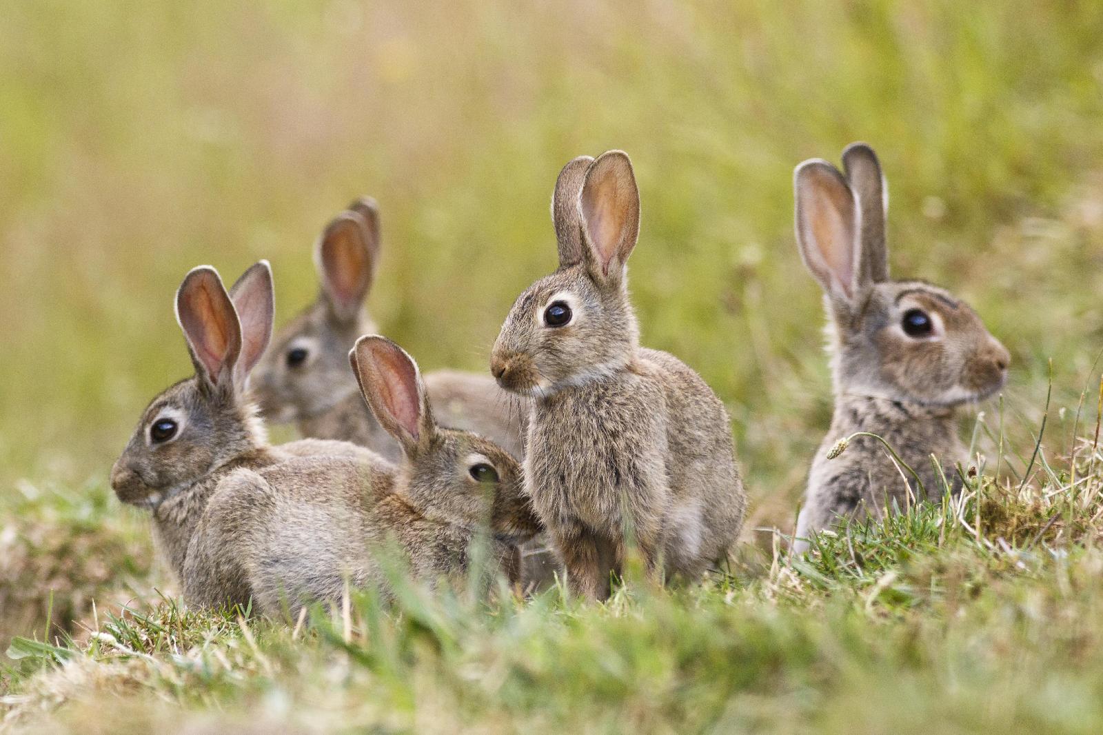 Wildkaninchen