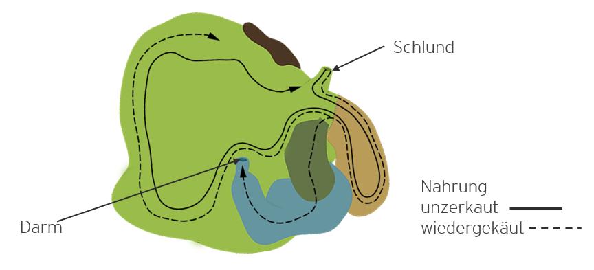Verdauungsvorgang beim Wiederkäuermagen