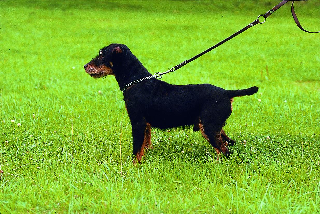 Deutscher Jagdterrier