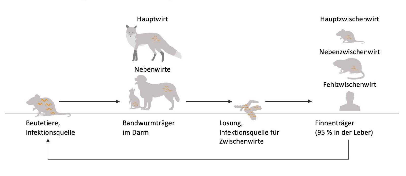 Kreislauf Fuchsbandwurm<br>