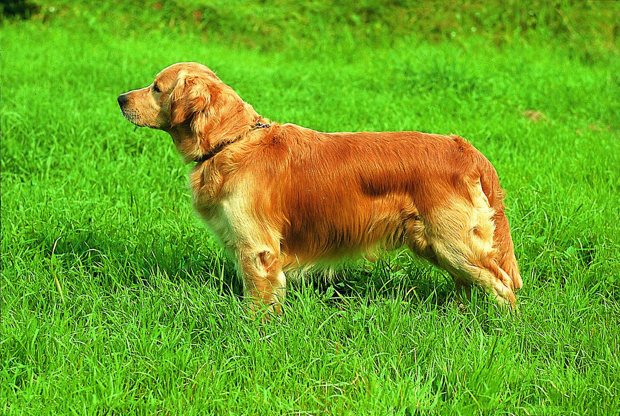 Golden Retriever - GR<br>