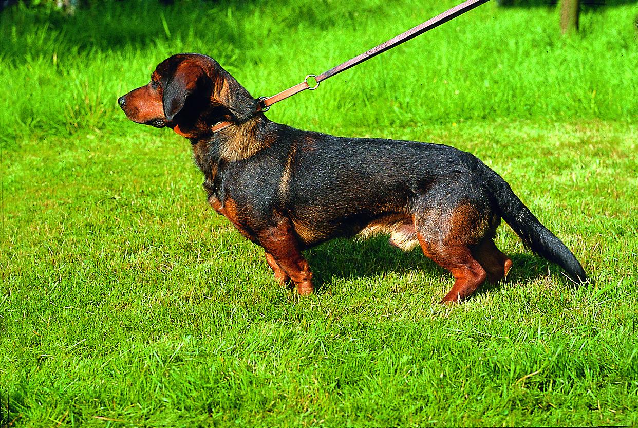 Alpenländische Dachsbracke - ADBr<br>