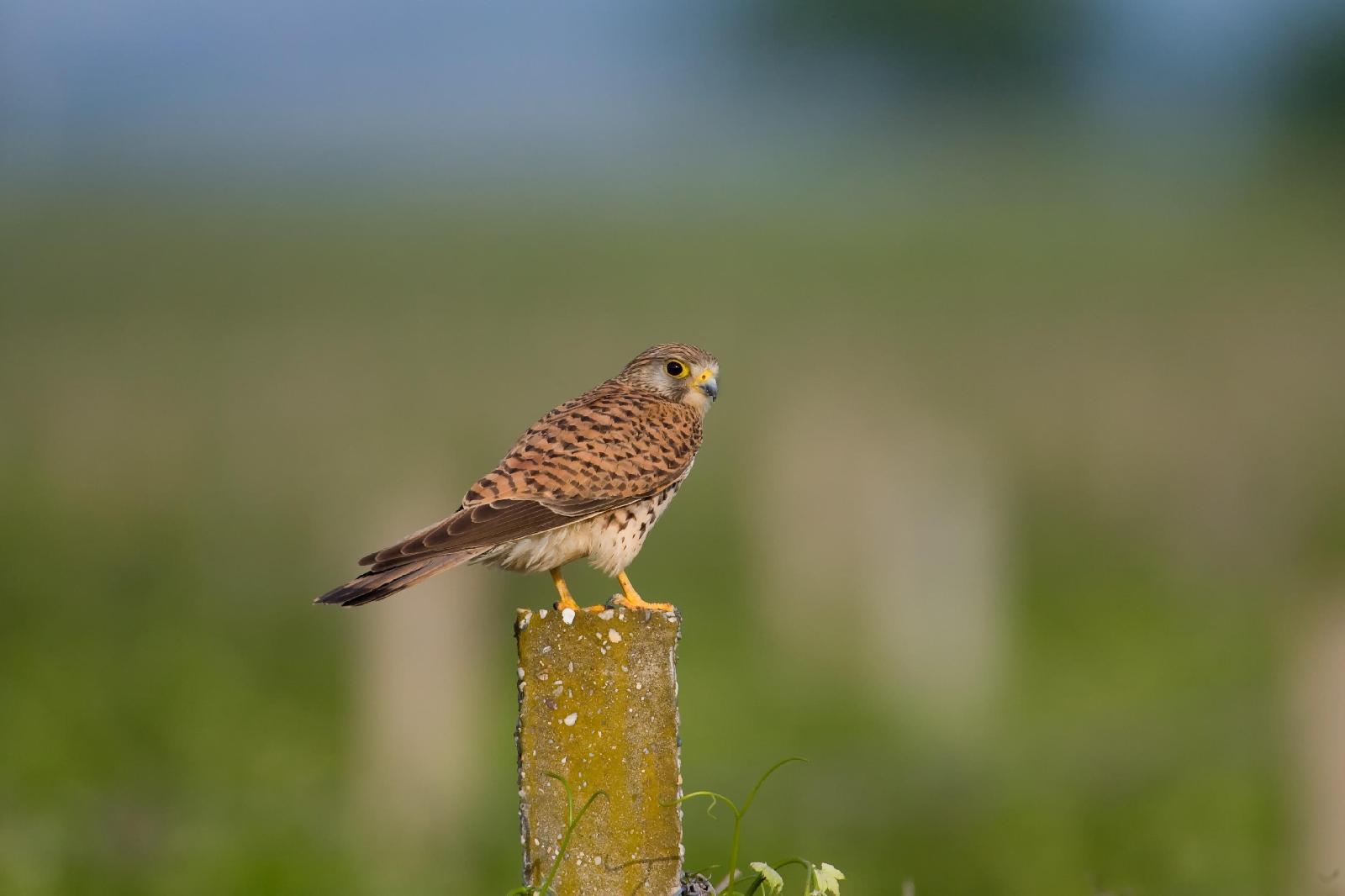 Turmfalke