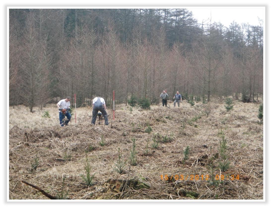 Pflanzenverband