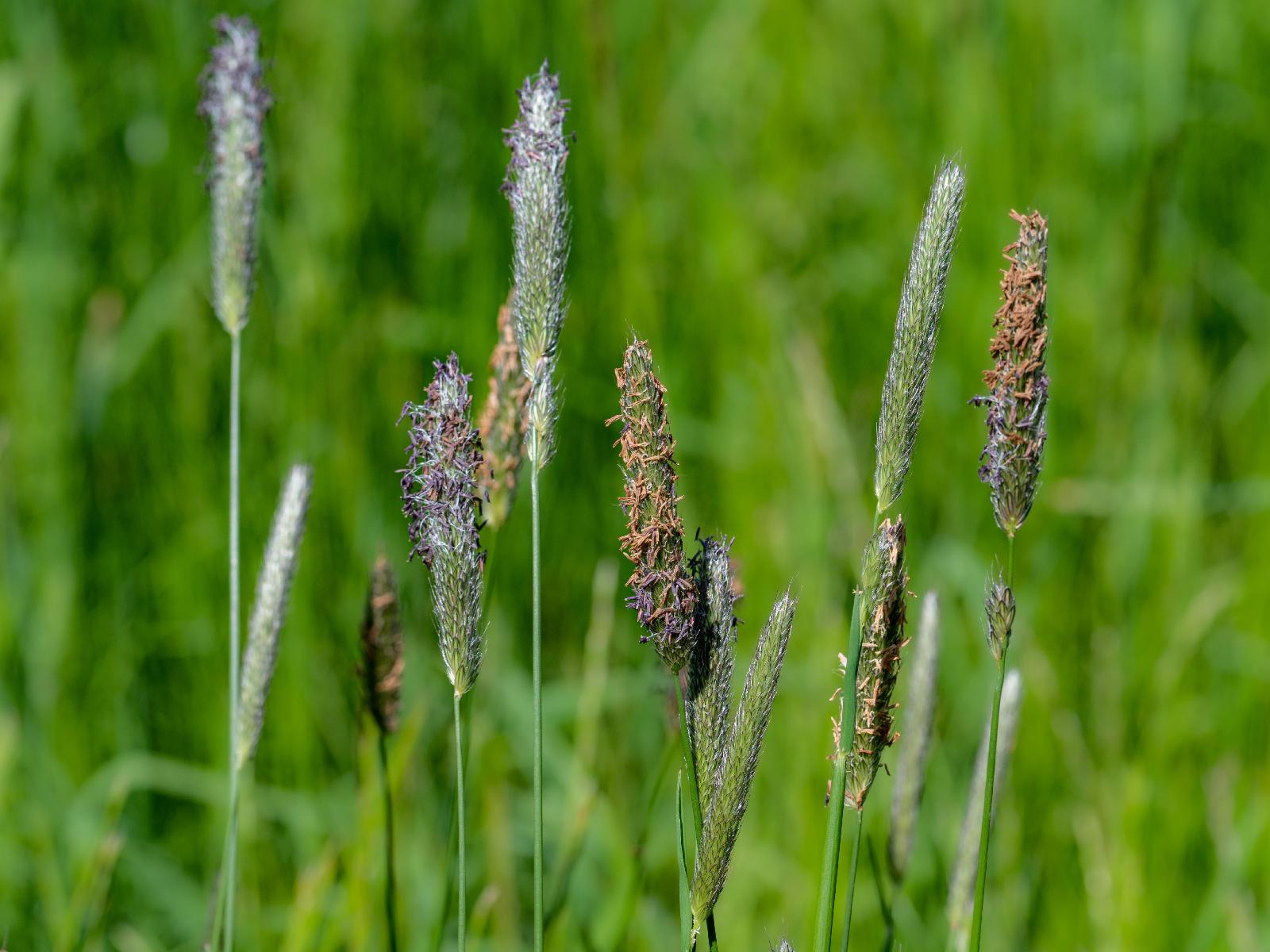 Wiesenfuchsschwanz