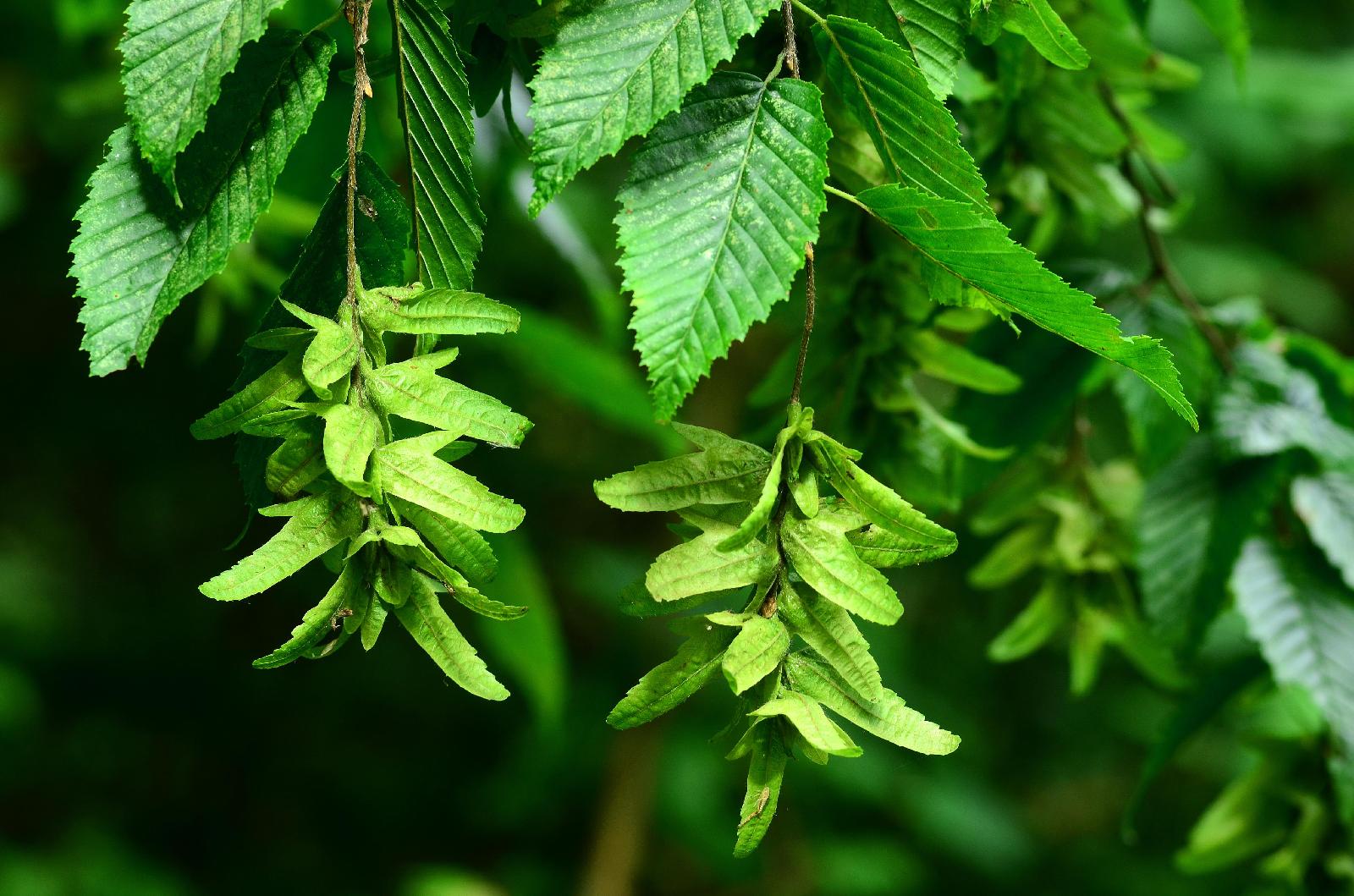 Hainbuche Blatt und Frucht<br>