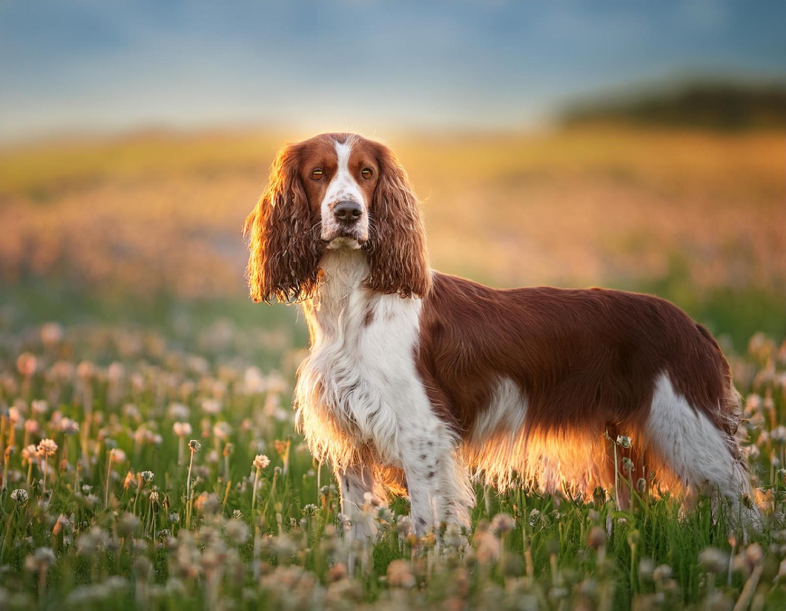 Welsh Springer Spaniel