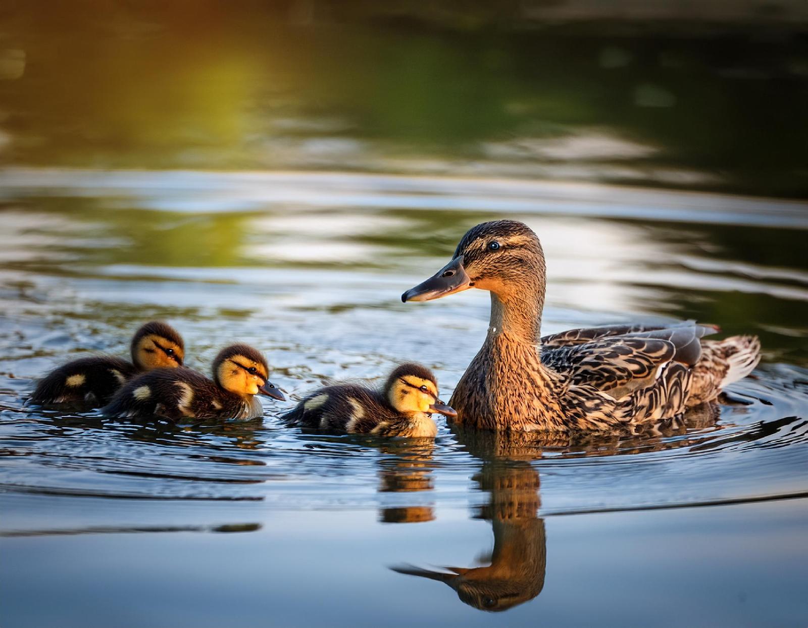Nestflüchter